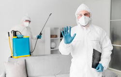 dedetização no Morumbi