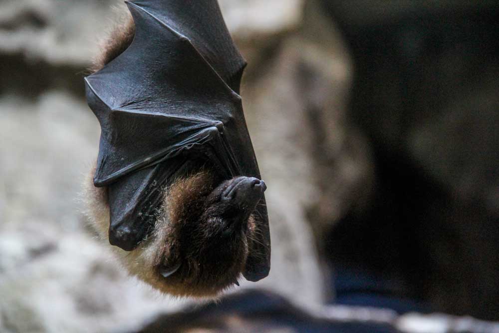 empresa de dedetização de morcegos em Santo André