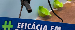 Cupim de Solo