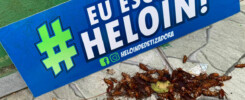dedetização de baratas